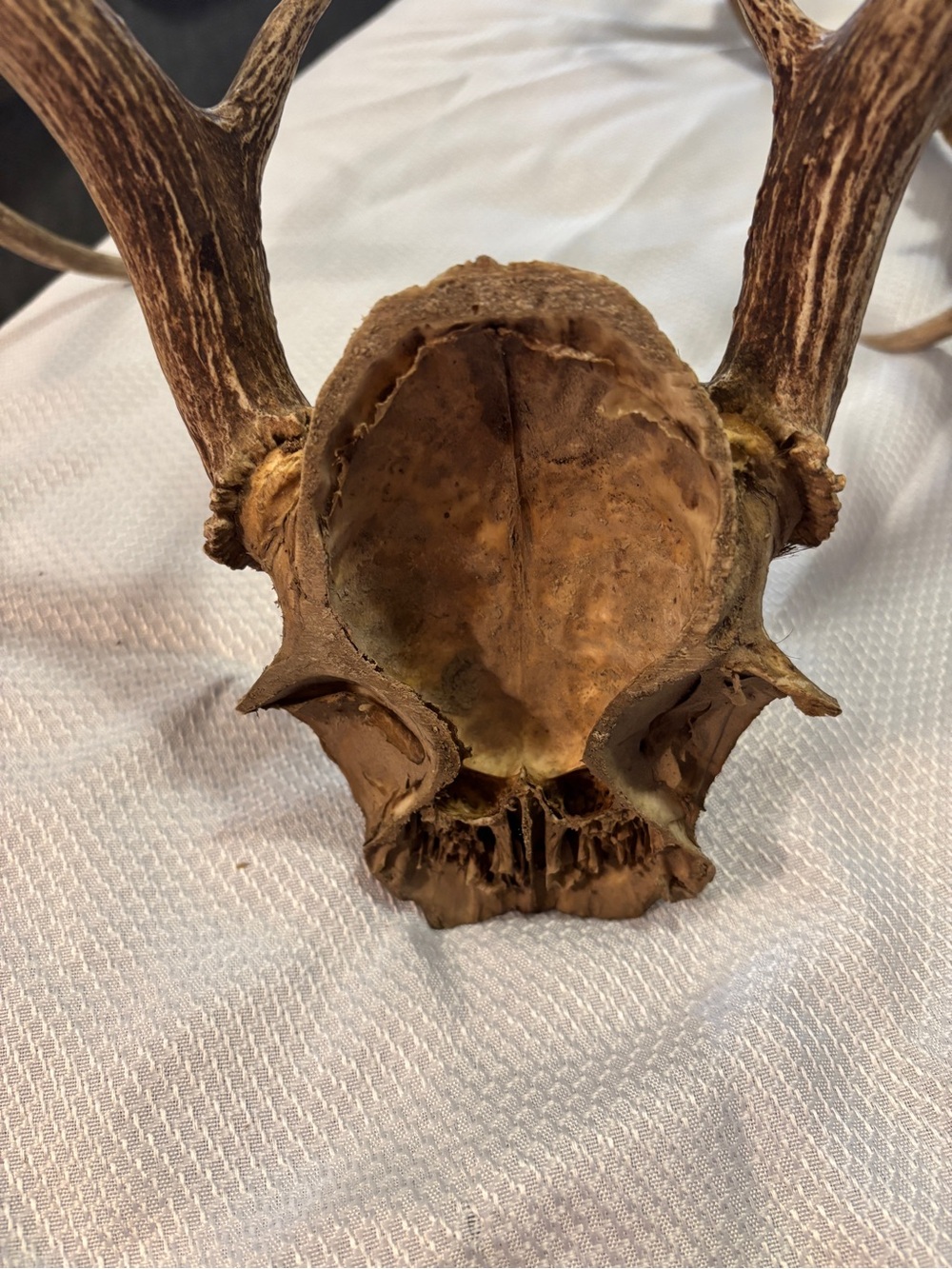 Texas White Tail Deer Antlers - Picture 5 of 10